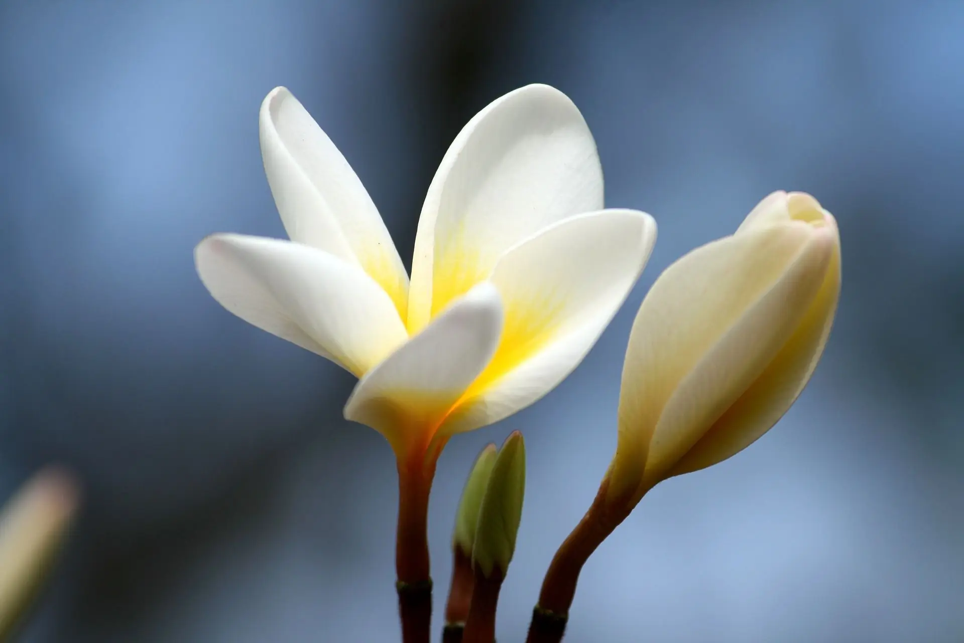 プルメリアの花